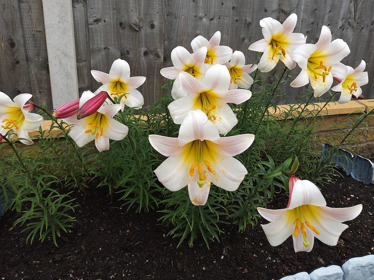 These beautiful lilies were entered into the online #KnowsleyFlowerShow exhibition by Anne McIntyre, who grows them every year in memory of her mum. We're sure you'll agree they are simply stunning. 
Don't forget to browse our online exhibiton at knowsleyflowershow.com