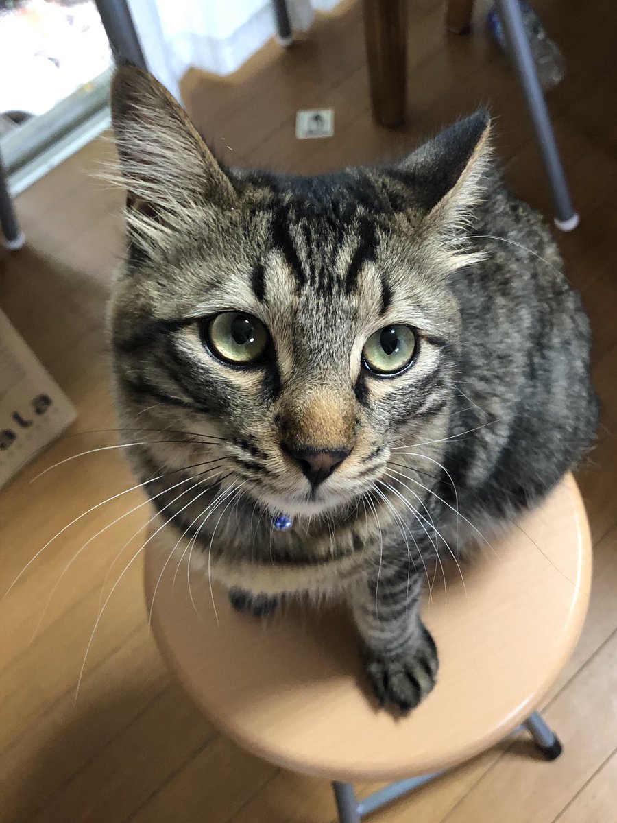 「呼んだ❓」

#世界猫の日 #きじとら猫 #猫好きさんと繋がりたい #猫との暮らし #cat