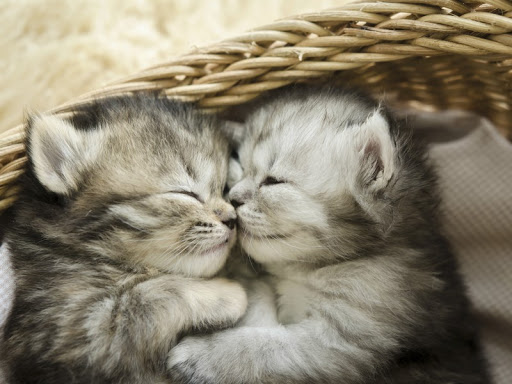 Vocajob's tweet photo. Joyeuse #JournéeInternationaleDuChat 😽😸 #miaou https://t.co/5kUPpl71Rh