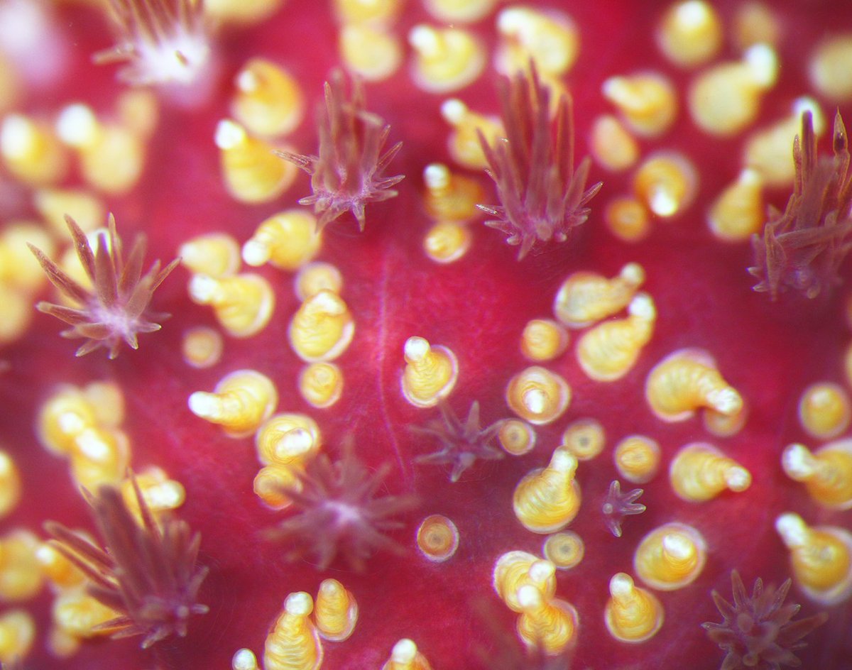 redia_matros's tweet photo. Red forest of common sunstar (Crossaster papposus) skin with spines and papulae. #Echinodermata #WhiteSea https://t.co/MFOhOwTWiN
