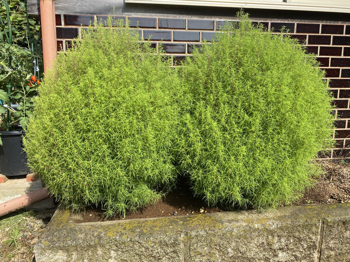 浅見光彦 Twitter Search