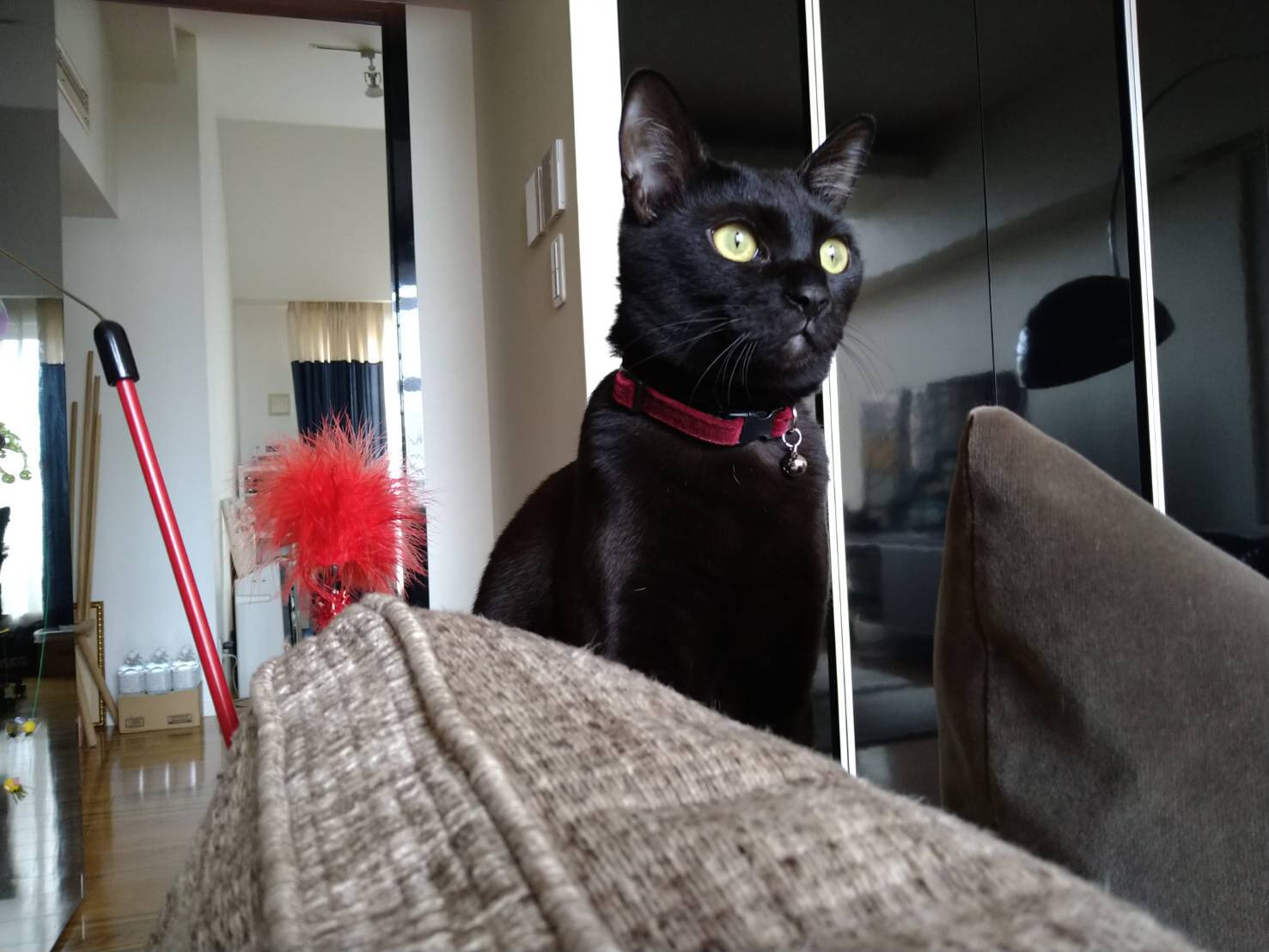 専門店専門店猫 きょうこ様専用 猫用品 | blog.connectparts.com.br