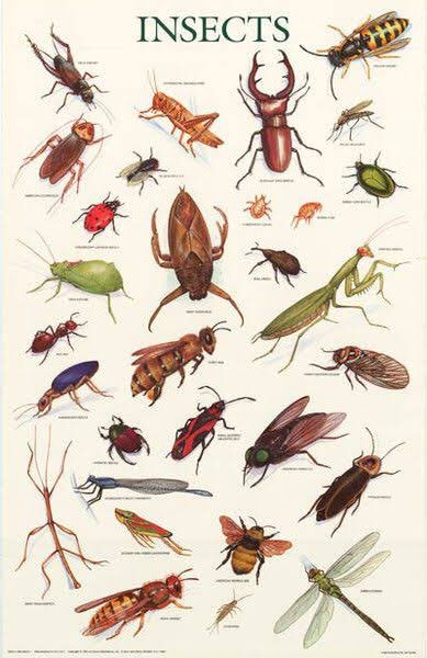 catsedih's tweet photo. kayaknya mereka beneran insect deh https://t.co/l1w7yiYPhG