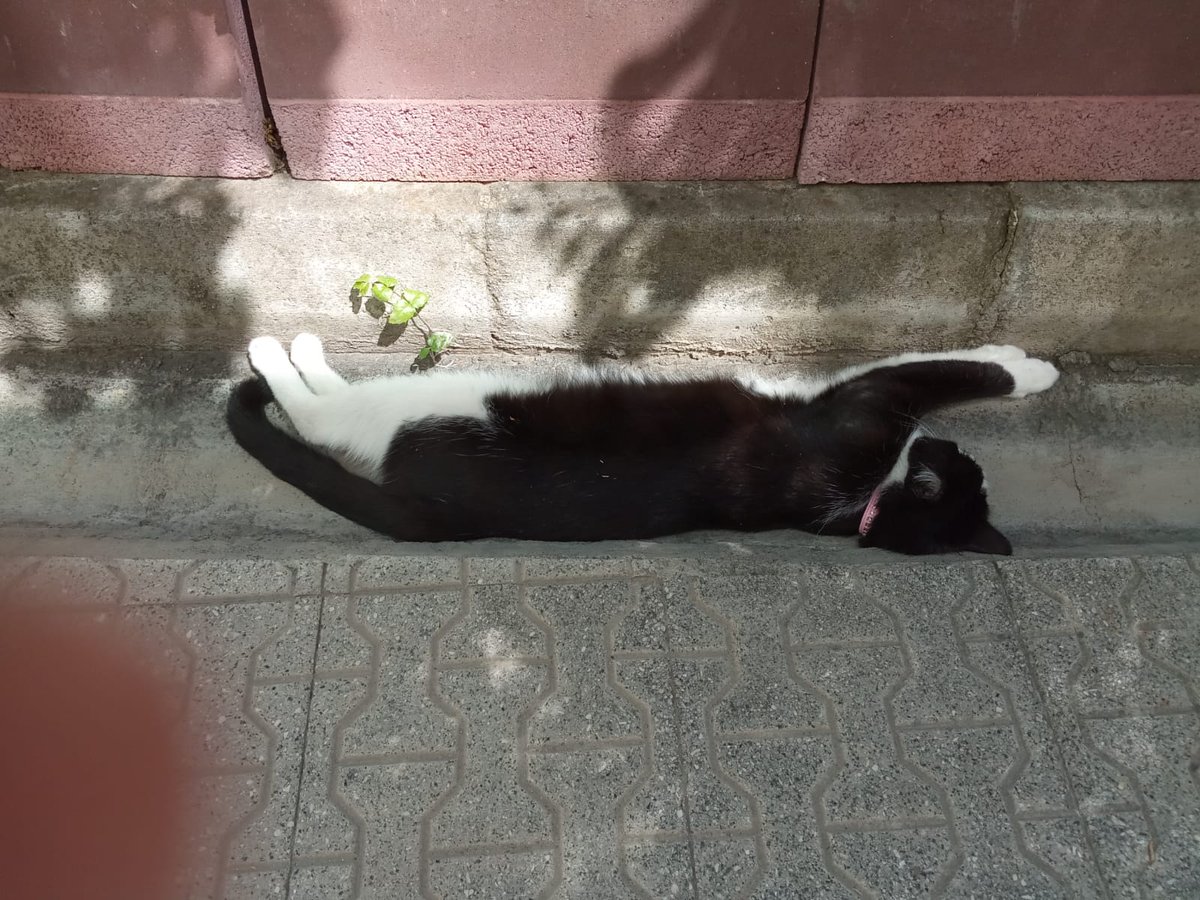 Erva_Vize's tweet photo. #DuenyaKedilerGuenue #toraman https://t.co/uI7i09rAyH