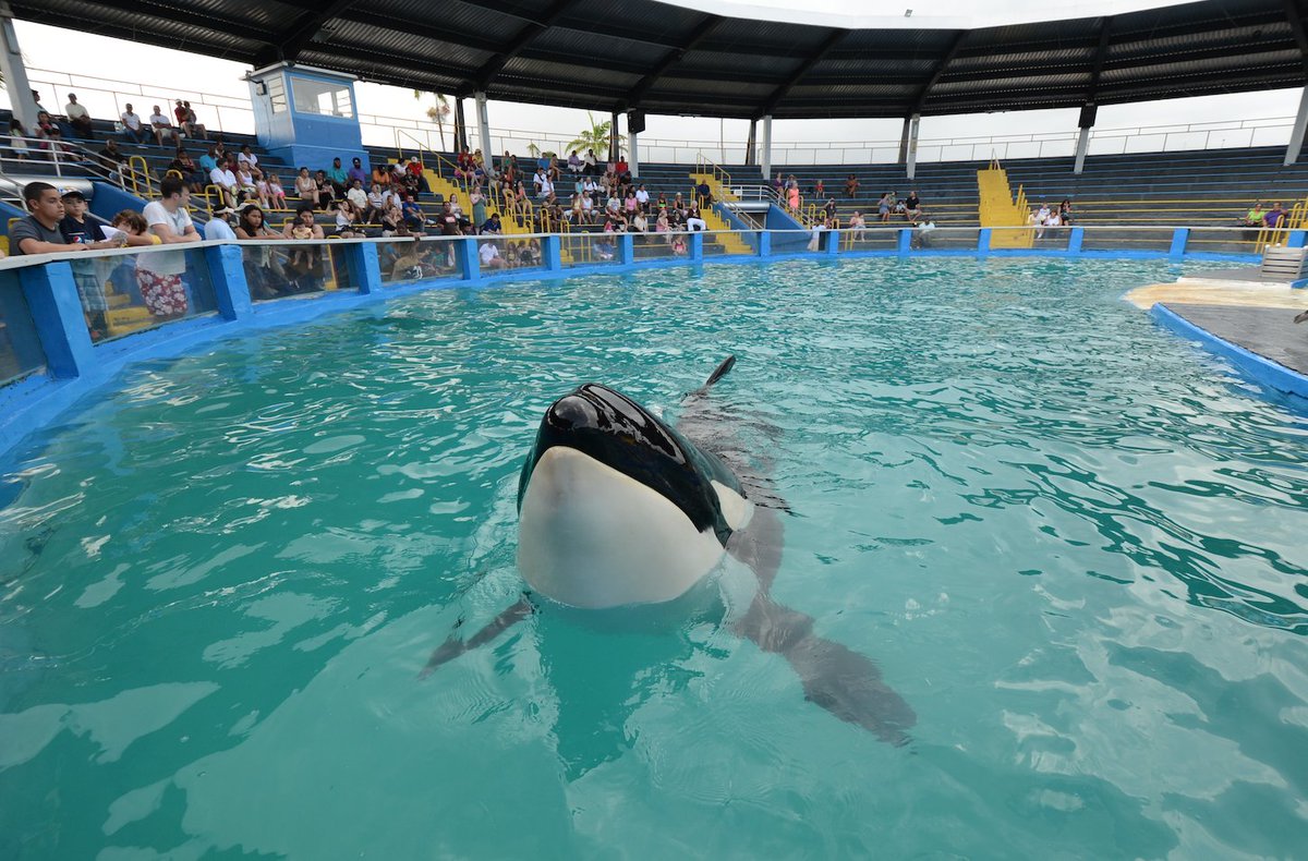 peta's tweet photo. Hi, my name is Lolita.

I was born wild, but today marks my 50th year in captivity. I’m trapped in a tiny tank at @MiamiSeaquarium.

I'll be taking over PETA's Twitter account later today to share my story. #FreeLolita https://t.co/3XNgSmt0ic