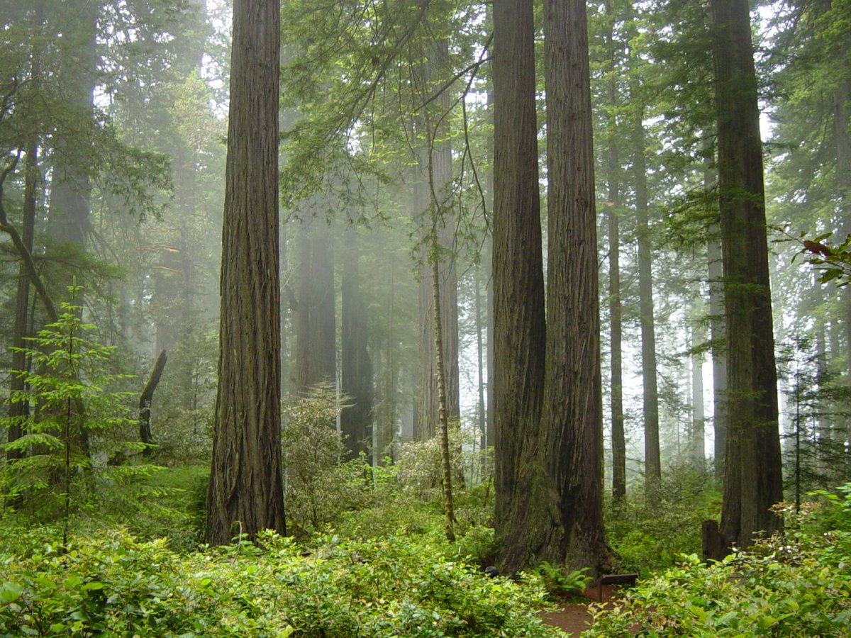FenwickFluff's tweet photo. @FurretTails The Redwood national parks in Northern California https://t.co/vxxt6xjv3i