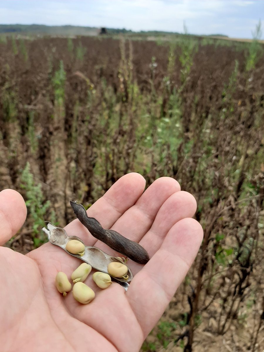 Vincent Fermon tweet media