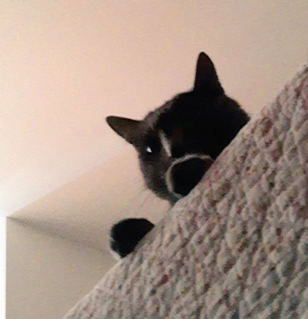 willtij01's tweet photo. Huh, who's there?
Oh hi!
Happy #InternationalCatDay https://t.co/29QK6lm0x6
