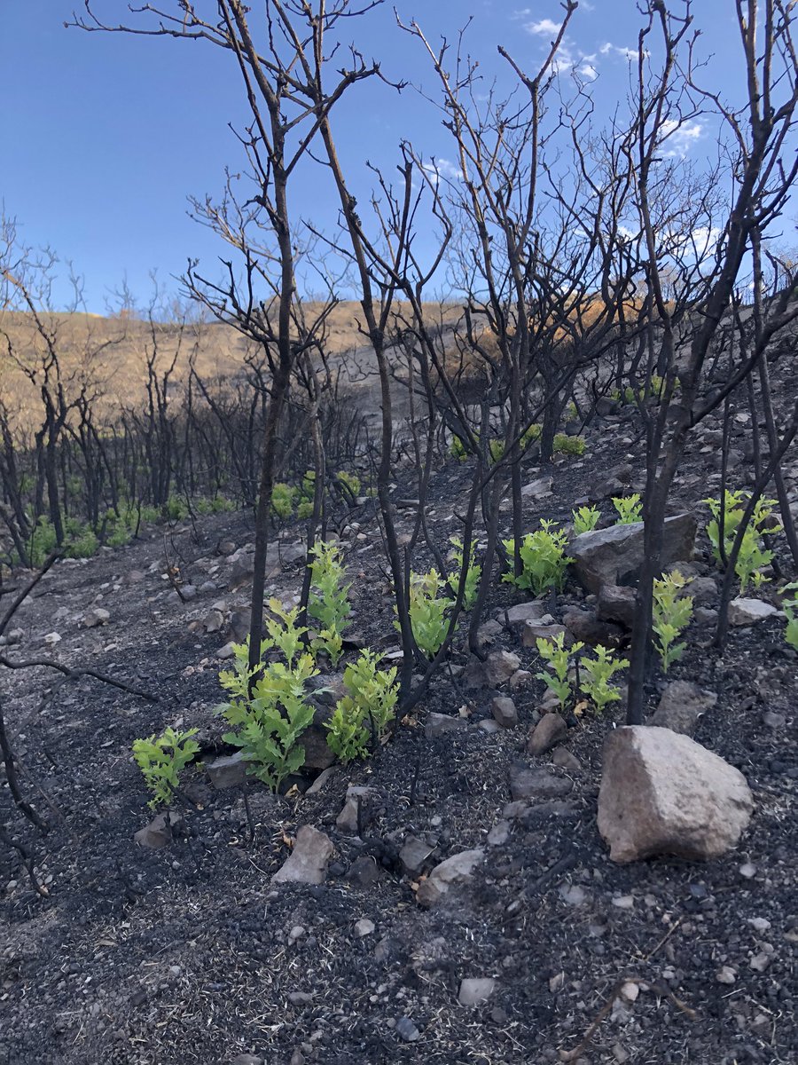 DanHaslam's tweet photo. Life is coming back to the hills of Traverse Mountain. #TraverseFire https://t.co/HXLJqIInk8