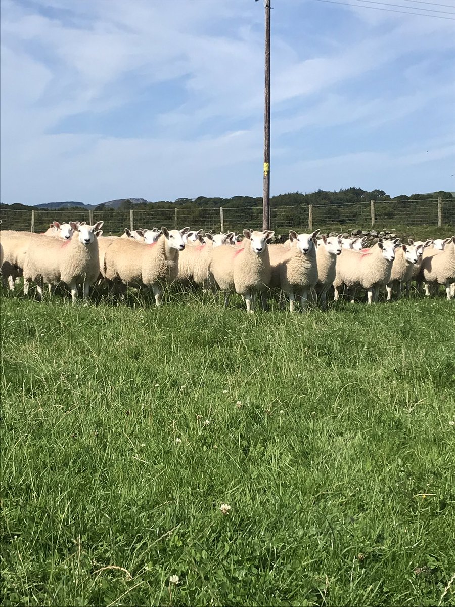 GwynParryR's tweet photo. Ar werth
For sale

Organic
90 wyn benyw 
90 ewe lambs 
Aberfield x Llandovery white face.
DM for more info https://t.co/zTAMZTnx27