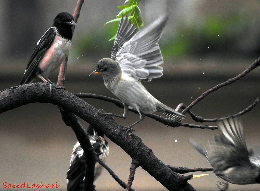 SaeedAhmedLash4's tweet photo. Beautiful birds on the karachi press club trees during the monsoon #birds #karachi #monsoon #beautiful #BeautifulPakistan https://t.co/OQ7L6yKTaf
