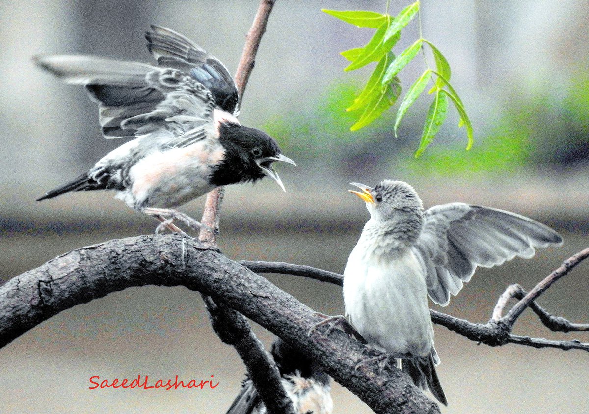 SaeedAhmedLash4's tweet photo. Beautiful birds on the karachi press club trees during the monsoon #birds #karachi #monsoon #beautiful #BeautifulPakistan https://t.co/OQ7L6yKTaf