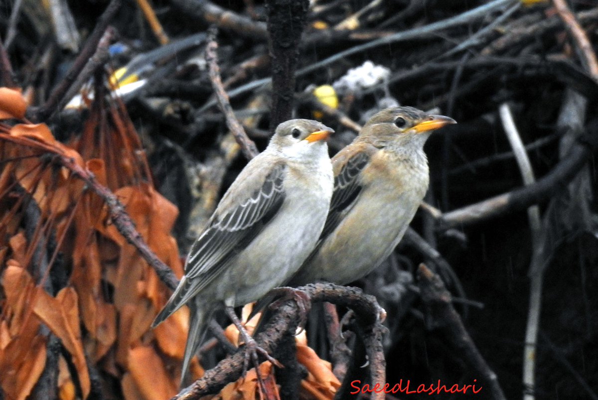 SaeedAhmedLash4's tweet photo. Beautiful birds on the karachi press club trees during the monsoon #birds #karachi #monsoon #beautiful #BeautifulPakistan https://t.co/OQ7L6yKTaf