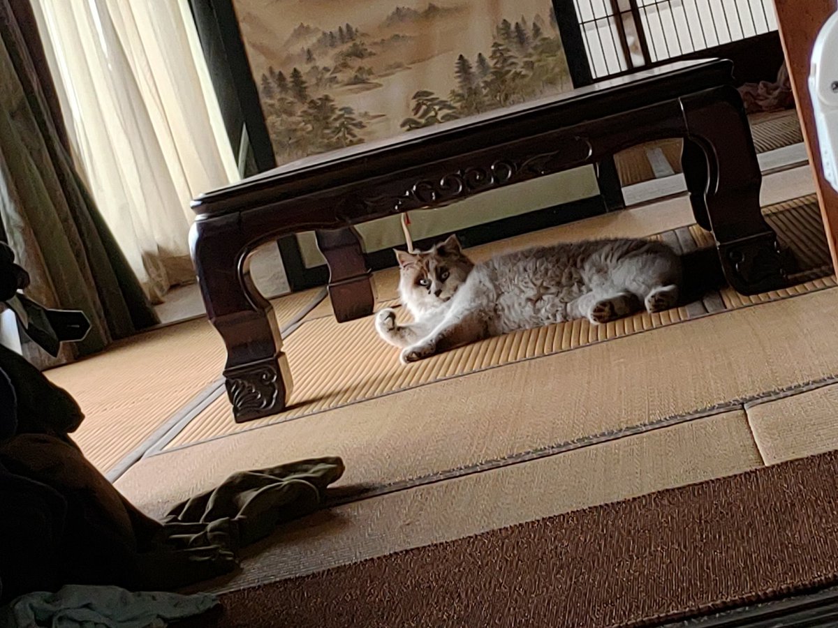 or_or_o's tweet photo. コイツはひとんちで寛ぎながら上腕の筋肉を誇示する野良猫 https://t.co/pt1s6pXBNi