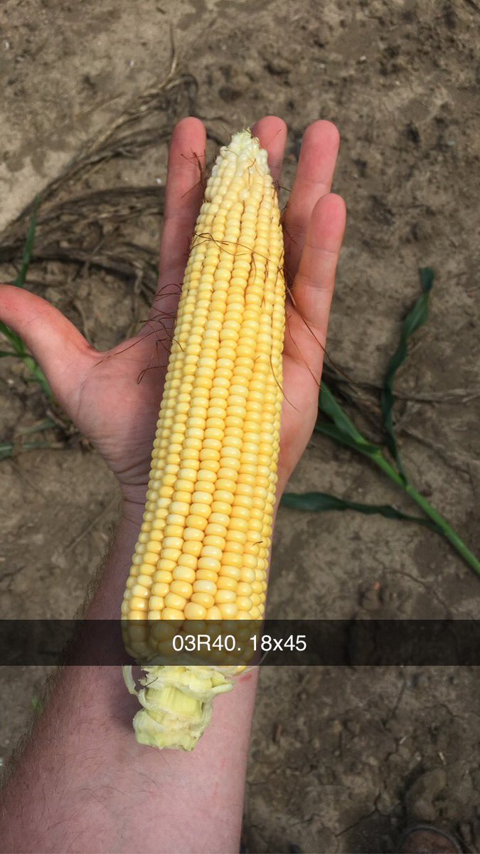 Wayde_Looker's tweet photo. Really excited about our new genetics. 03R40 is looking the part in NW Ohio! #RootedInGenetics https://t.co/qlPwsHsncj