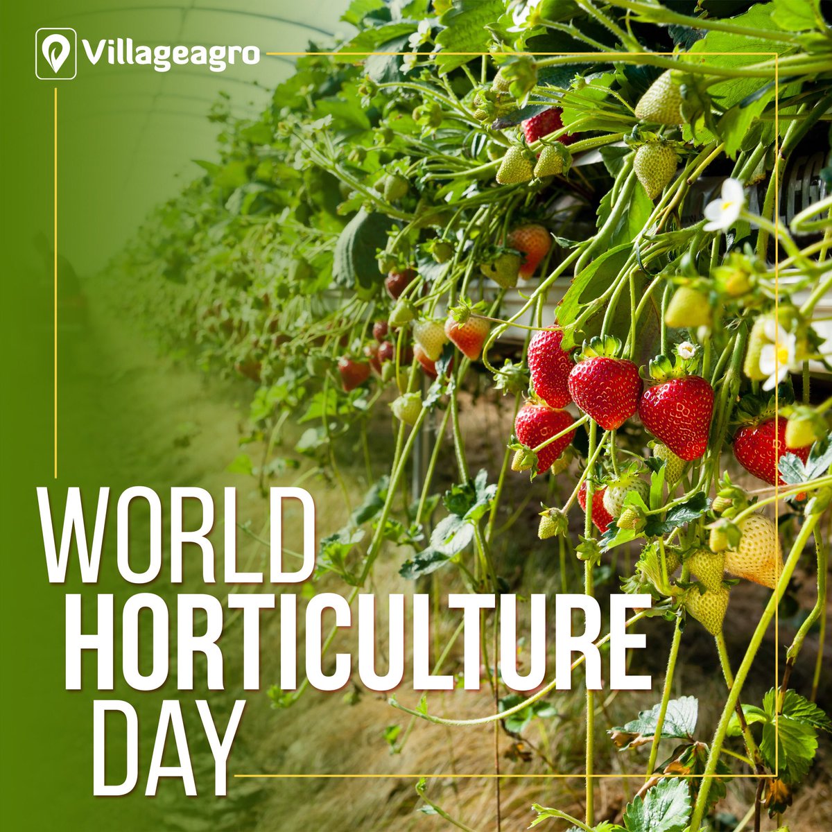 villageagro_com's tweet image. World Horticulture Day 2020!

#growfood #homegrown #harvesttime #horticultureday #horticultureday #growingfood #farmer #permaculture #growsomethinggreen  #veggiegarden #veggiepatch #sowmuchmore #plantgeek #plantvibes #greenthumb #harvesttime #gardenlife #plant #villageagrodotcom