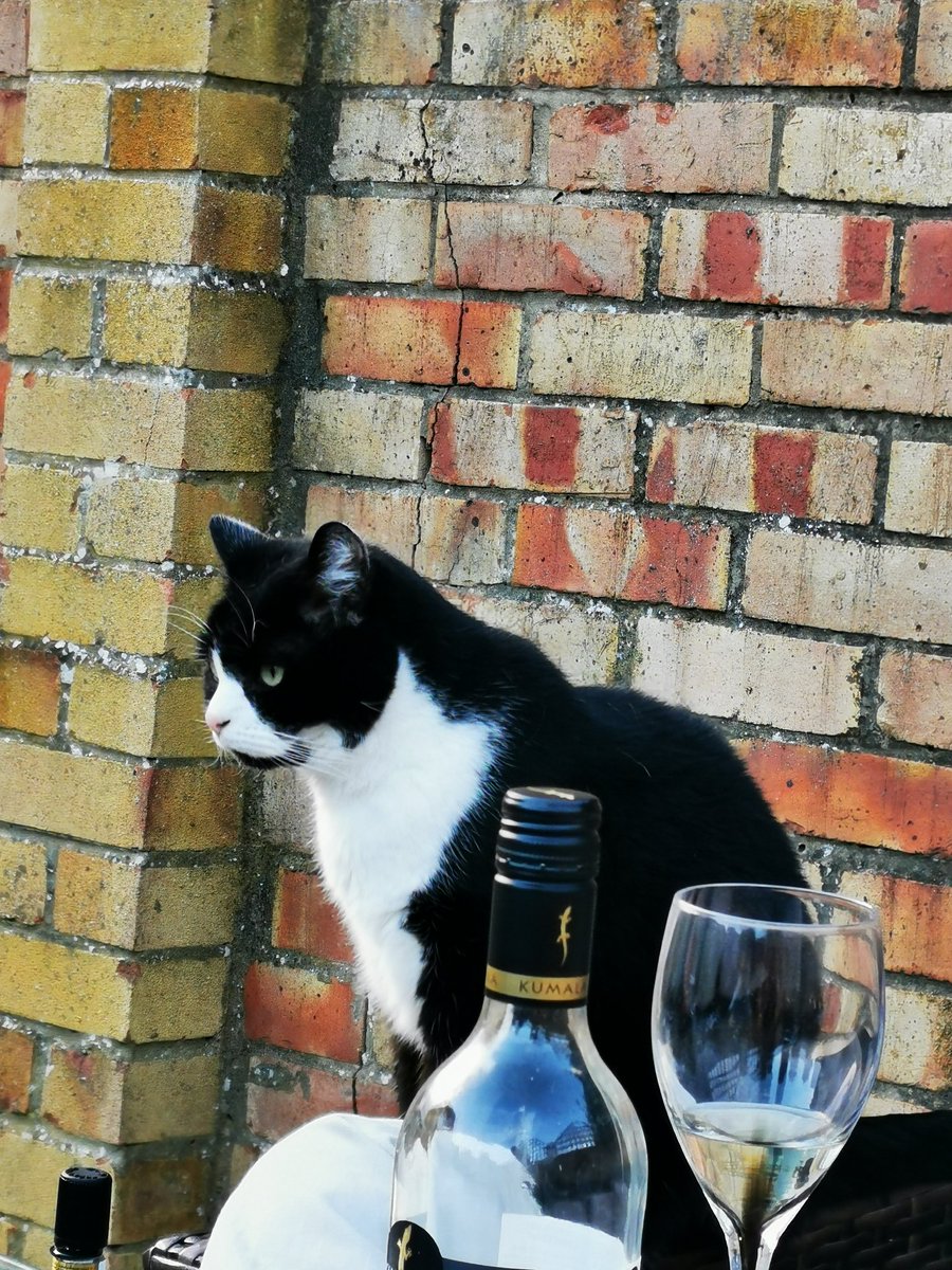 pingukittycat's tweet photo. Cheers! Happy #InternationalCatDay everyone #tuxiesrule #cats #CatsOfTwitter https://t.co/1f8dDiraaa