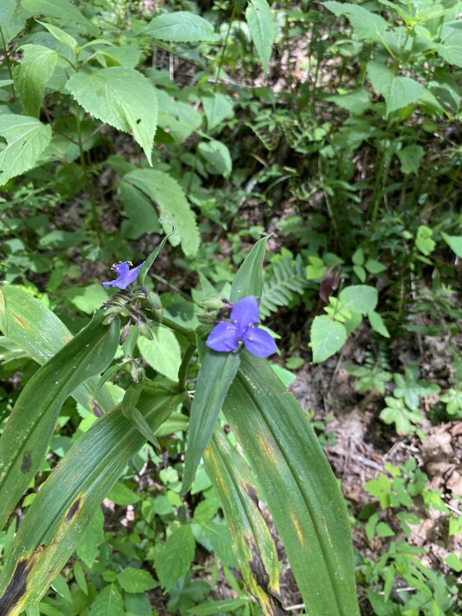 ricochetscience's tweet image. This summer, get out the Seek app from @inaturalist , select a challenge and go explore your backyard! #backyardscience