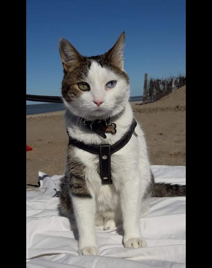 #EsteFinde ♡♡Simba nuestro rey paseando por Pinamar hace un año. ♡♡ Feliz día 🐈