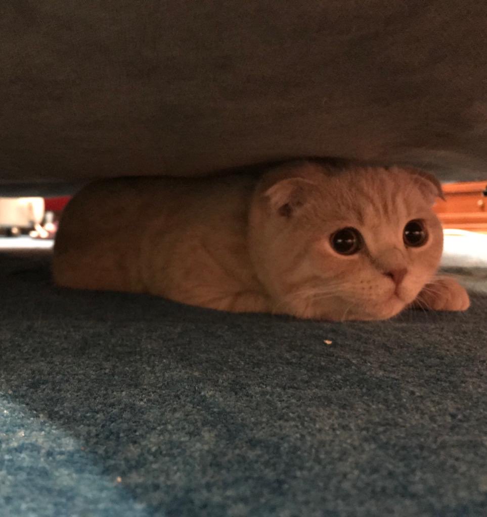 AliiCankurtaran's tweet photo. Sayende en sevdiğim renk olan siyahı giyemiyorum ama olsun.. Seviyorum. #DünyaKedilerGünü Kutlu olsun 🐈 https://t.co/zeT3KDhcj0