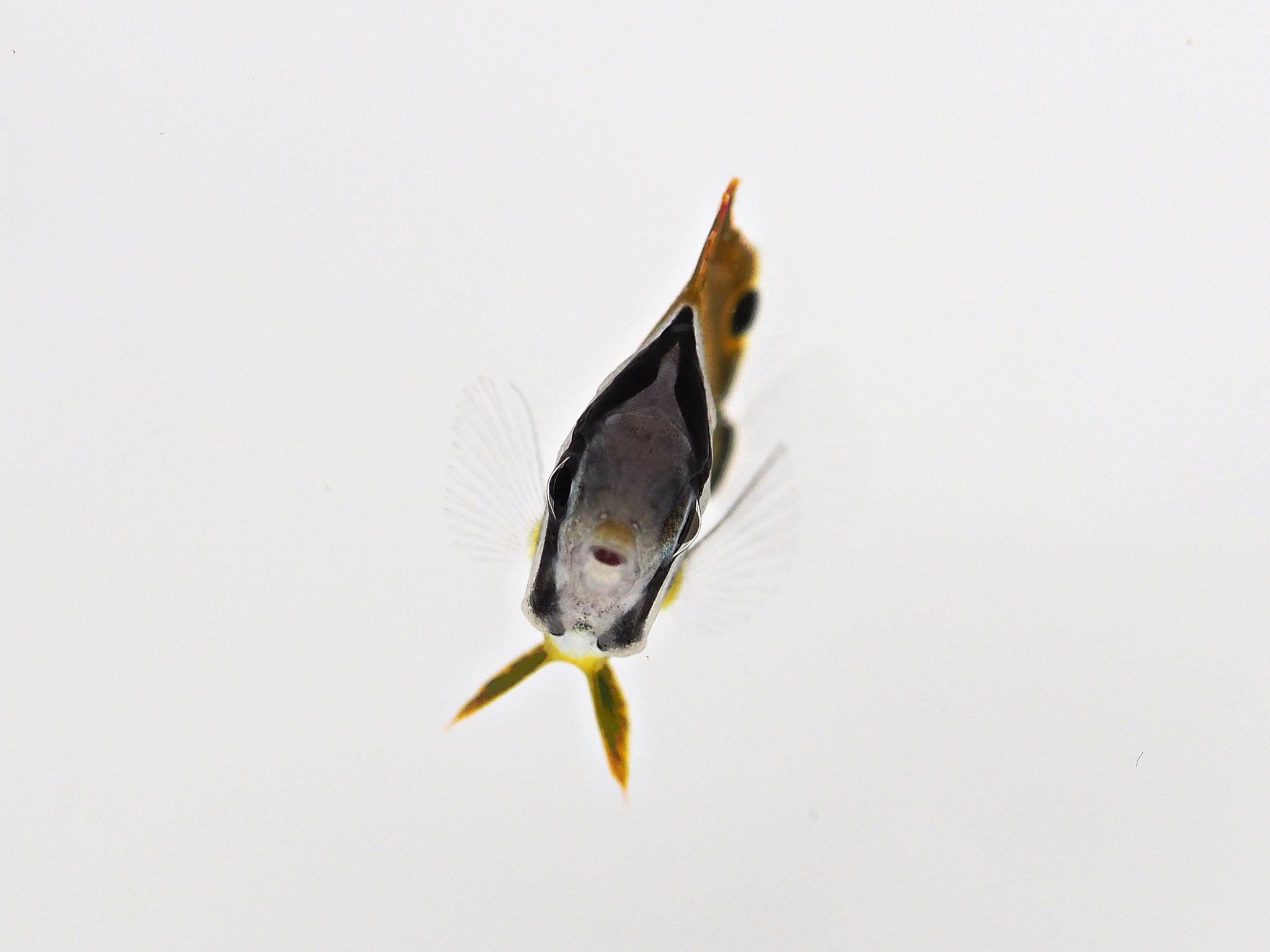 鈴木香里武🐠幼魚水族館 館長 - Karibu Suzuki - on X: 