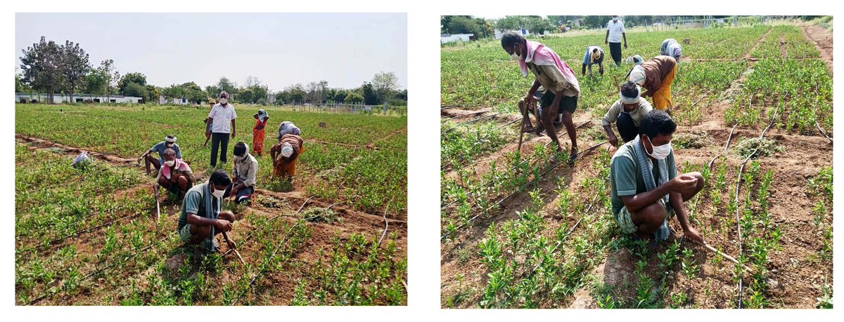 gaddipally's tweet photo. #3 The farm workers involved in Weeding, harvesting and processing operations were provided with masks, gloves, regularly monitored for washing of hands and maintaining social distancing by KVK scientists during lockdown. #AtmaNirbharKrishi https://t.co/olFQdktFIA