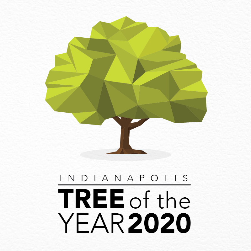 kibiorg's tweet photo. Ever passed by a tree and  💭, "Now THAT is a 🆒 tree!"? Nominate your favorite tree in Indianapolis as Indy' 2020 Tree of the Year. 🌳🏆 Any tree in Marion County is eligible! Check out ⬇️ for how to enter. Nominations due by August 28, 2020. @IndyTreeOfYear #IndyTOTY https://t.co/7IEboA7566