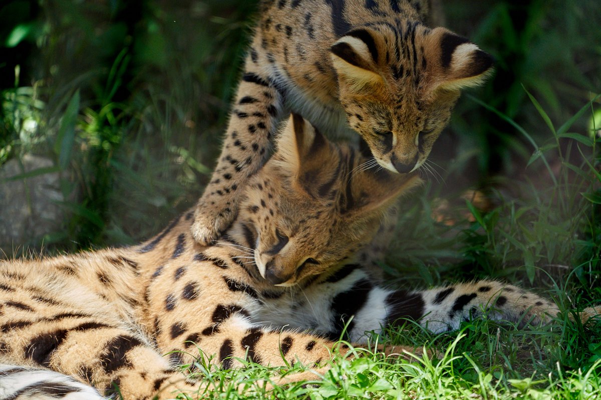 KOUc14's tweet photo. #世界ねこの日 

ニール＆バズといえば、このイメージが強すぎてだめ

#多摩動物公園 
#サーバル https://t.co/10GKR3f1St