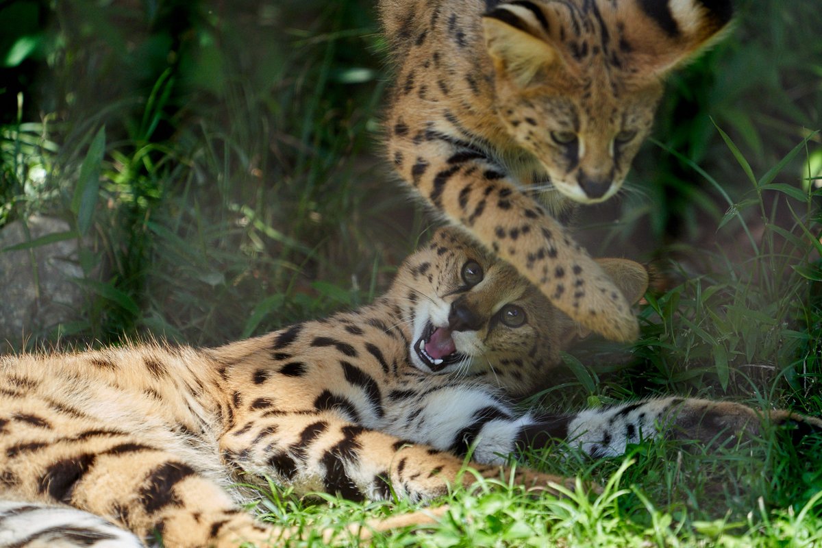 KOUc14's tweet photo. #世界ねこの日 

ニール＆バズといえば、このイメージが強すぎてだめ

#多摩動物公園 
#サーバル https://t.co/10GKR3f1St