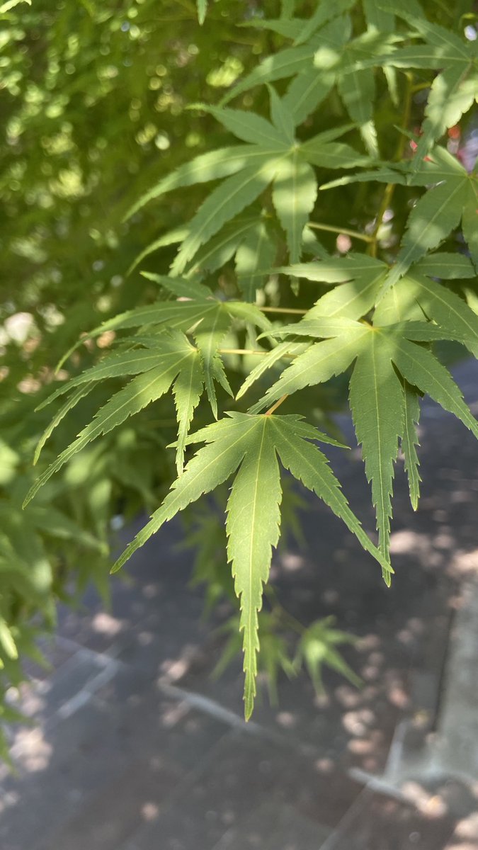 TopicRuben tweet media