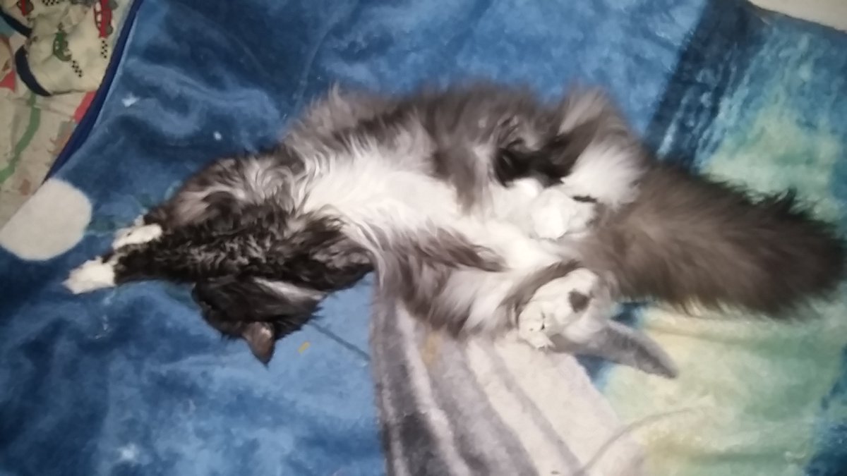 VJAllison1974's tweet photo. Happy International Cat Day from Princess Marnie! #PrincessFluffyButt #mainecoon #authorslife #CatsOfTwitter https://t.co/JmLKiVDcwZ