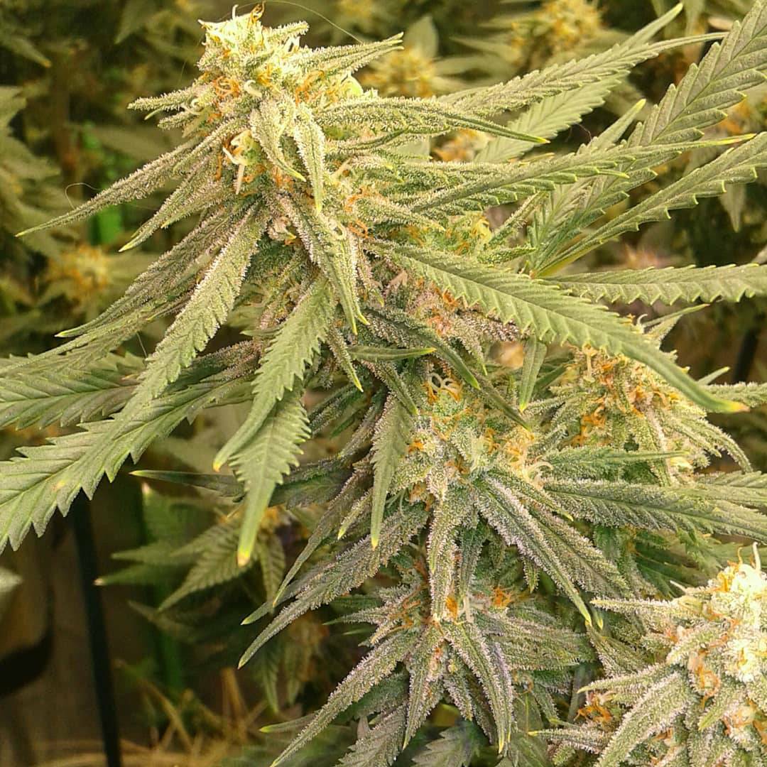 spliffseeds's tweet photo. Spliff's Strawberry smelling like some sour strawberry ๐ candy. #terps on point and very sticky.๐๏ธ
๐ธ:@chaotic_cannabis
๐ฑ:#spliffsstrawberry
๐จโ๐พ:#spliffseeds
๐:https://t.co/zUq1RE0oEK
#stickyweed #livingsoil #homegrown https://t.co/79Zh0WAqur