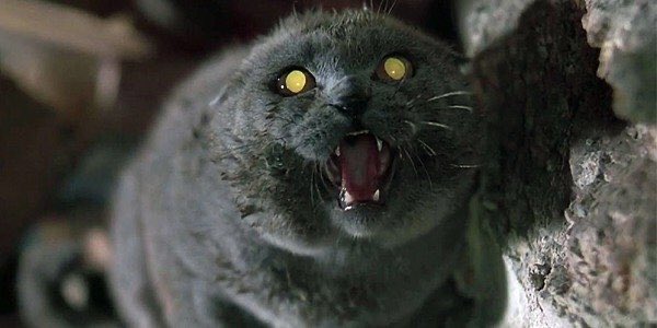 LoveHorror's tweet photo. Today is International Cat Day. As a result we wanted to share a pic of our favourite horror cat - Church from Pet Sematary (1989). Which horror moggy is the cat’s whiskers in your eyes? #internationalcatday #horror #catsofhorror #petsematary https://t.co/MuUd8nMlvP