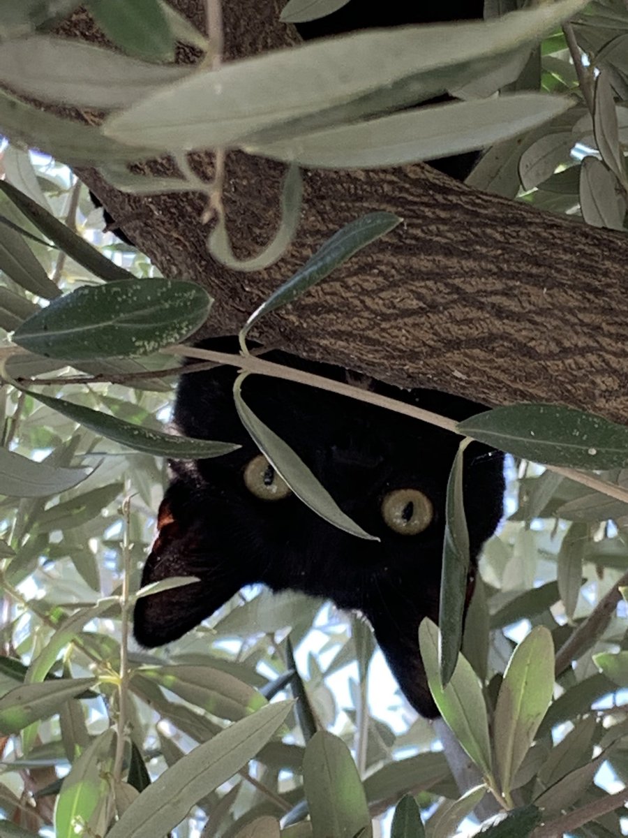 JOKINPOK's tweet photo. #DiaInternacionalDelGato https://t.co/2BepReXzQo