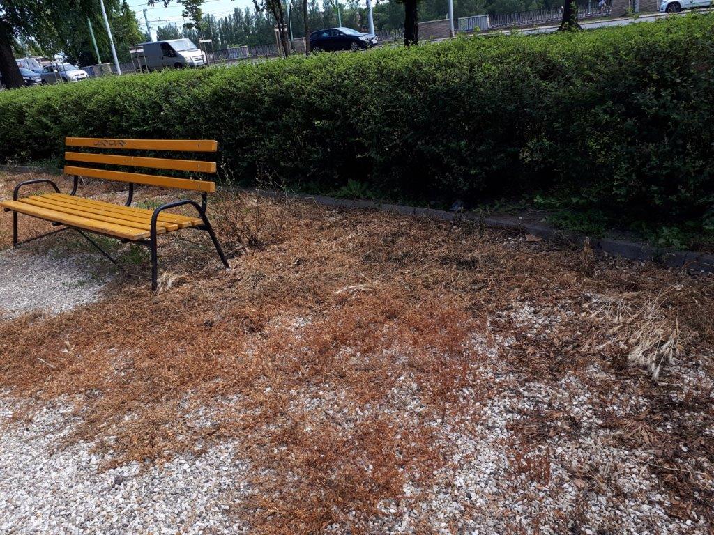 WeedingTech's tweet photo. We're thrilled to be expanding in Hungary! A recent trial in Elvis Presley Park in #Budapest has been successful - you can see for yourself from these photos! #friendsoffoamstream #foamstreamdistributors #royalkert #ecofriendly #greentech #cleanteach #hungary https://t.co/wTyTy9Nr3t