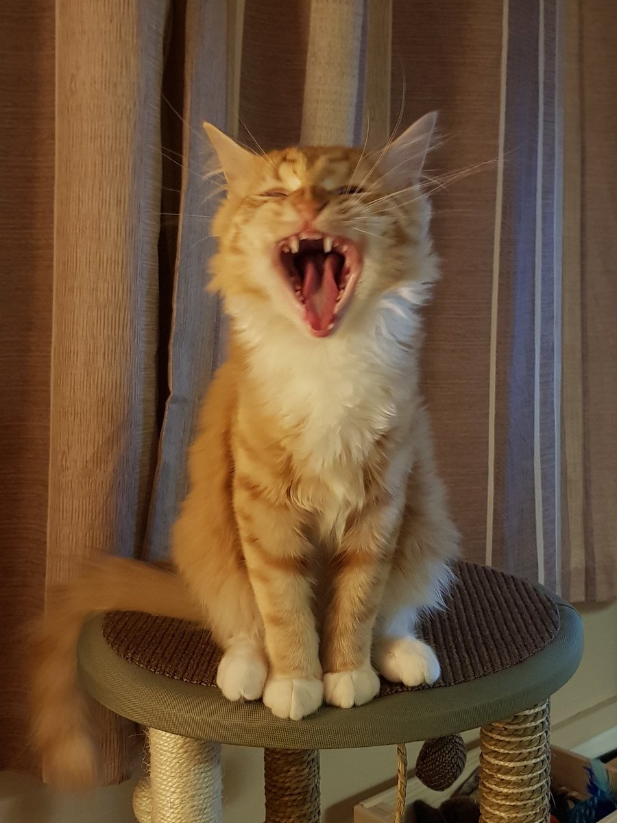 LisaPatten1's tweet photo. It's #InternationalCatDay and there is every possibility Goose is actually a #Flerkin 😹
#Marvel #Goose #UnhingedGingerMenace https://t.co/hFpdEZR1Z2