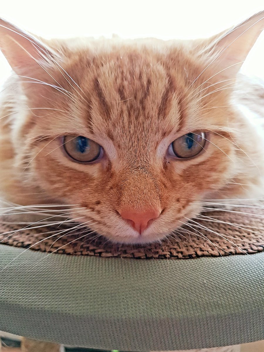 LisaPatten1's tweet photo. It's #InternationalCatDay and there is every possibility Goose is actually a #Flerkin 😹
#Marvel #Goose #UnhingedGingerMenace https://t.co/hFpdEZR1Z2