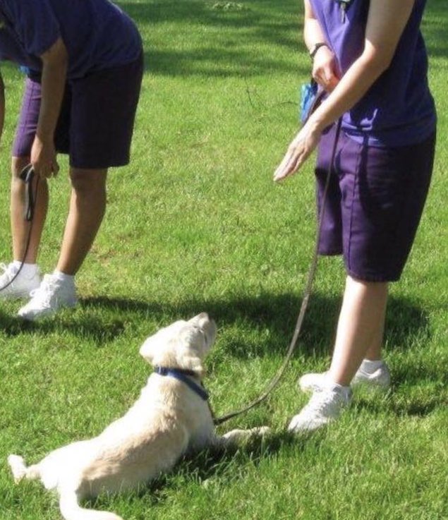 PGIdogs's tweet photo. Today is the last day of #InternationalAssistanceDogsWeek. This annual event also honors the volunteer and trainers! 
We are so grateful to all our trainers at our Helping Paws program at Logan Correctional Center. 
#assistancedogsinternational https://t.co/9wG1rLr4PP