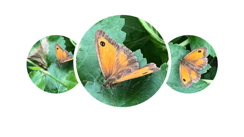 michaelffay60's tweet photo. Hedge brown (#Maniola tithonus) - "a #butterfly of high summer" - at the #allotment today. @Wild_Ham_and_P @Butterfly_bros #Lepidoptera #Satyridae https://t.co/DoJcdiBb7t