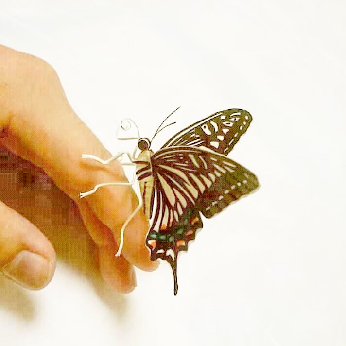 さな アゲハ蝶の模様どうやってん 褒め言葉 クロアゲハもかっこいい