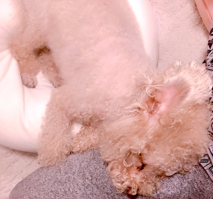 右モモに頭乗せてるから動けない🤫💤 https://t.co/yigv7aCtJx<a href="/tag/ps4share"class="tags"><span>#ps4share</span></a>