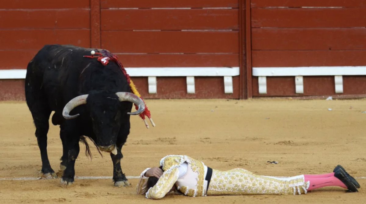 Here's something to make you smile @RickyGervais.

BULLSEYE! Eye-watering moment matador is gored in the BUM during one of Spain’s first bullfights since coronavirus lockdown 🤣🤣🤣!!

Bull 1 ~ Sequinned Cunt 0.