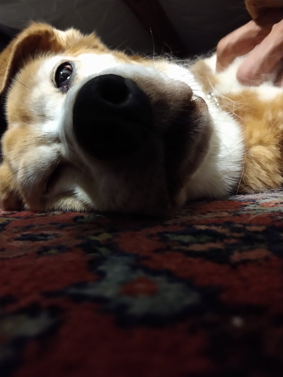 Paintbrush_Tail's tweet photo. Why yes, I do have the floppy lips and the sleepy smush face
#dogface #sleepface #dogsnuggles
πΆπ€
@dogcelebration @dogandpuplovers @puppy_snuggles @IngloriousDogs https://t.co/rBu0JbNThh