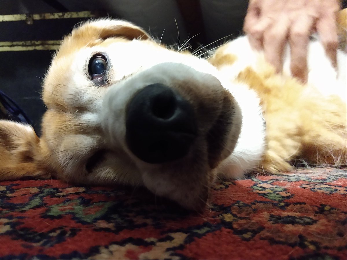 Paintbrush_Tail's tweet photo. Why yes, I do have the floppy lips and the sleepy smush face
#dogface #sleepface #dogsnuggles
πΆπ€
@dogcelebration @dogandpuplovers @puppy_snuggles @IngloriousDogs https://t.co/rBu0JbNThh