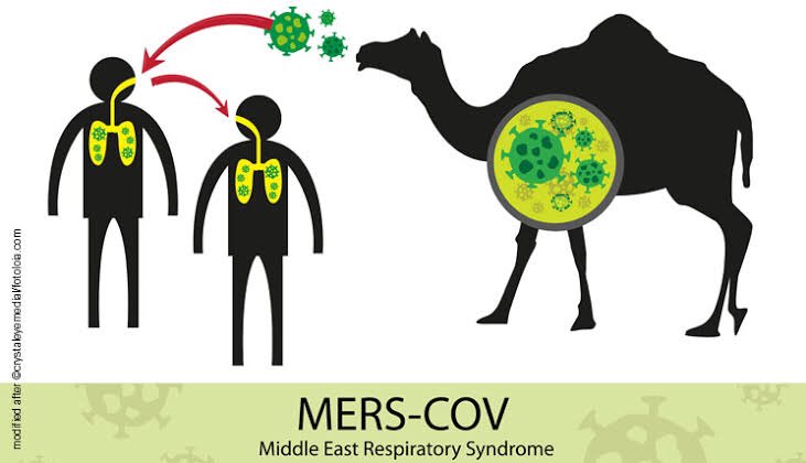  #SARS_CoV_2 एक नया कोरोना वायरस है। ऐसा माना जा रहा है कि यह वायरस चमगादड़ से ही मनुष्य में आया है।2002 से पहले दो और कोरोना वायरस इस प्रकार दूसरी species से मनुष्य मे संचारित हुए थे SARS-CoV-1 (In Guangdong, China 2002)MERS-COV ( In Middle East, 2012) (3/5)  #कोरोना_को_जानें