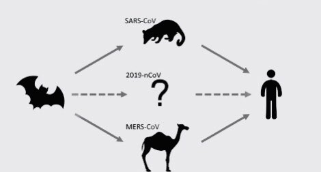  #SARS_CoV_2 एक नया कोरोना वायरस है। ऐसा माना जा रहा है कि यह वायरस चमगादड़ से ही मनुष्य में आया है।2002 से पहले दो और कोरोना वायरस इस प्रकार दूसरी species से मनुष्य मे संचारित हुए थे SARS-CoV-1 (In Guangdong, China 2002)MERS-COV ( In Middle East, 2012) (3/5)  #कोरोना_को_जानें