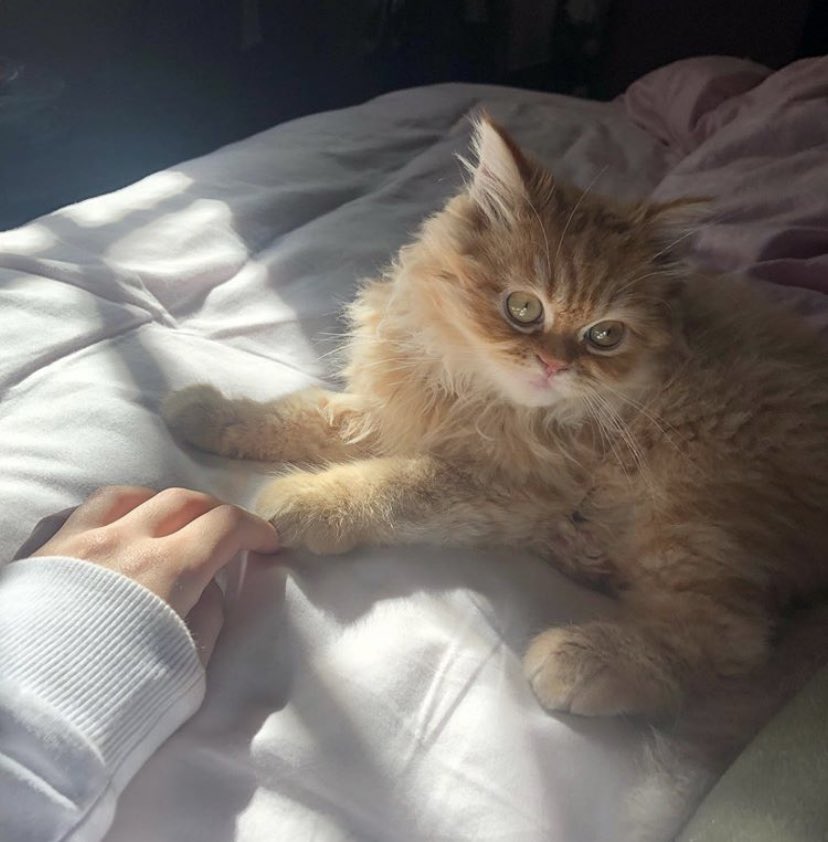 TheLeo004's tweet photo. #HappyCatsDay 🐱 https://t.co/AFkaMxlU8M