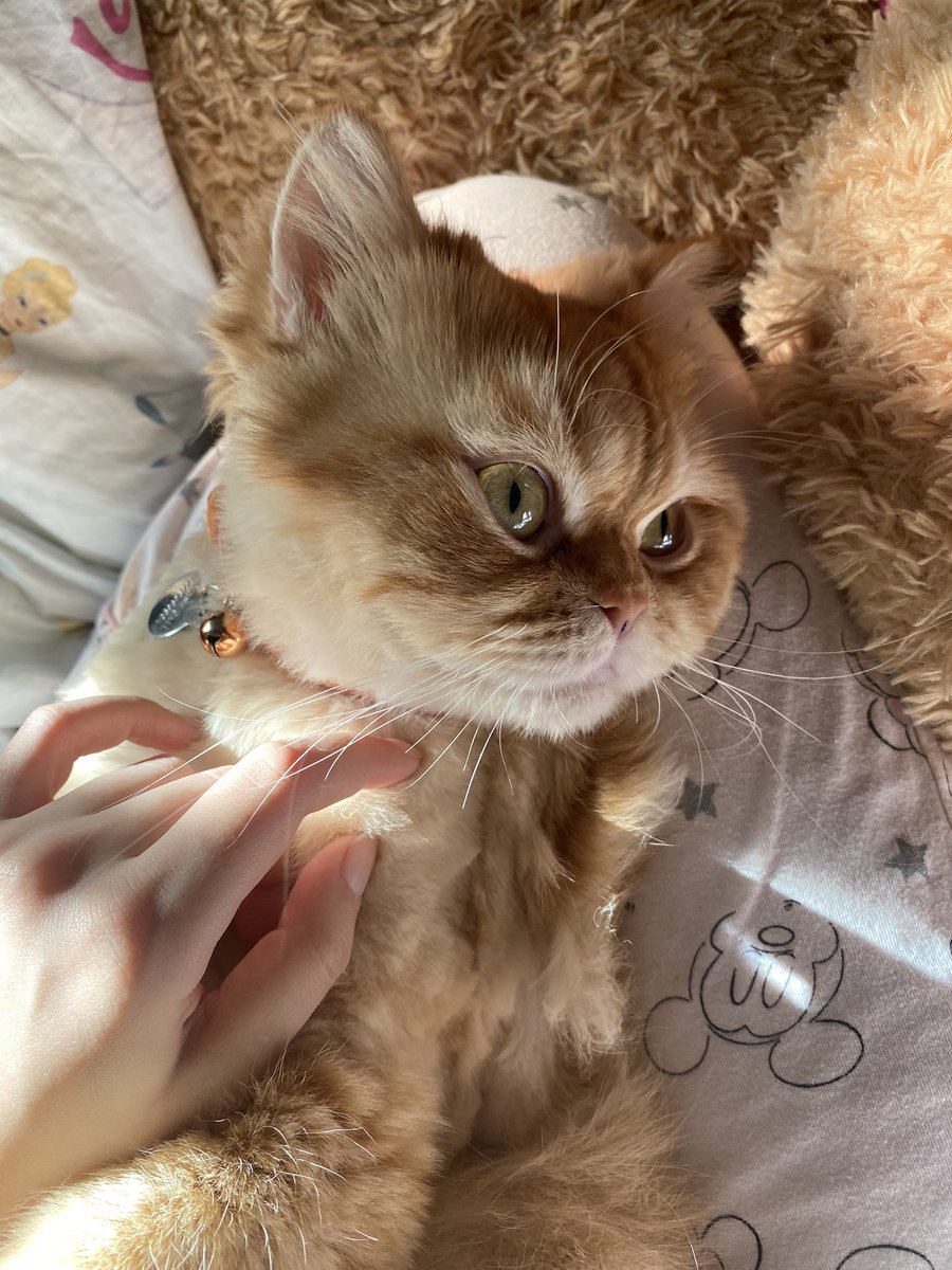 TheLeo004's tweet photo. #HappyCatsDay 🐱 https://t.co/AFkaMxlU8M