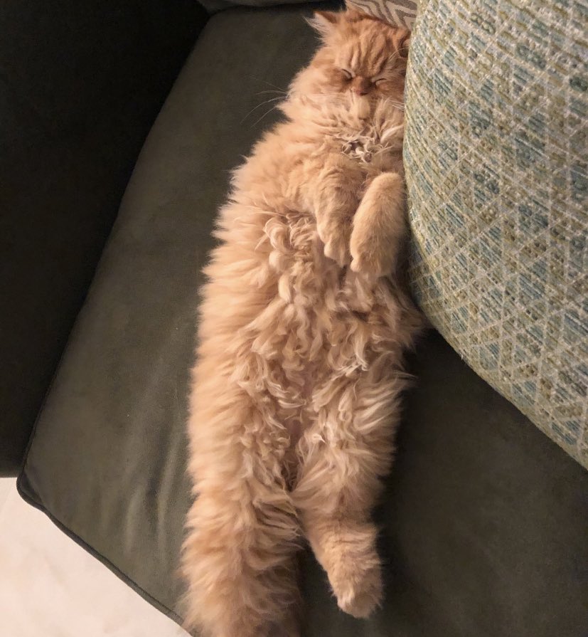 TheLeo004's tweet photo. #HappyCatsDay 🐱 https://t.co/AFkaMxlU8M