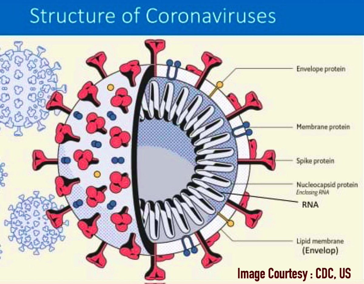कोरोना वायरस  #RNAVirus है जिसकी संरचना लिपिड एन्वेलप, RNA व प्रोटीन से होती है।बाहरी स्पाइक प्रोटीन से बने ‘मुकुट’ के कारण इस का नाम कोरोना(=crown) पड़ाजिन वैक्सीन का निर्माण वर्तमान में किया जा रहा है वो वायरस के प्रोटीन को ही मुख्यतः टार्गेट करती हैं(4/5) #कोरोना_को_जानें